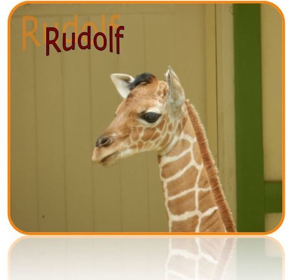 Logo van foto-ruud.nl