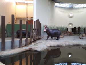 Blijdorp - dwergnijlpaard