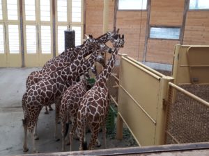 Blijdorp - netgiraffe