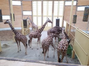 Blijdorp - netgiraffe