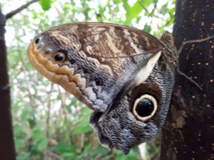 Blijdorp - uilvlinder