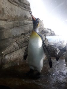 Blijdorp - koningspinguin