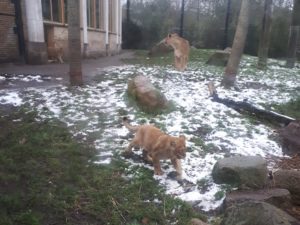 Blijdorp - leeuwin en welpjes