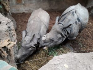 Blijdorp - Indische neushoorns