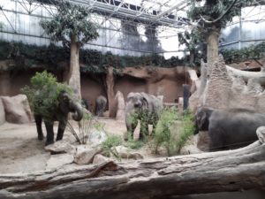 Blijdorp - Indische olifanten